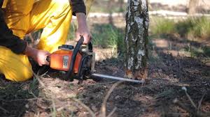 How Our Tree Care Process Works  in  Robie Creek, ID