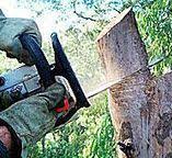 Best Stump Grinding and Removal  in Robie Creek, ID