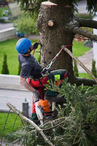 Best Lawn Drainage Solutions  in Robie Creek, ID