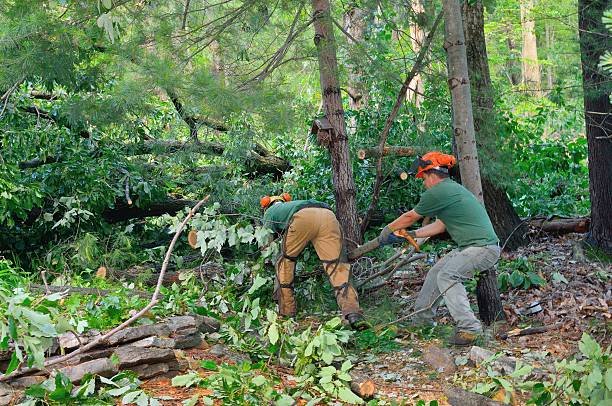 Best Tree Cabling and Bracing  in Robie Creek, ID